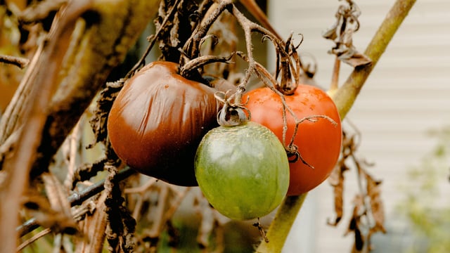Tackle food loss and waste to reduce GHG emissions - United Nations