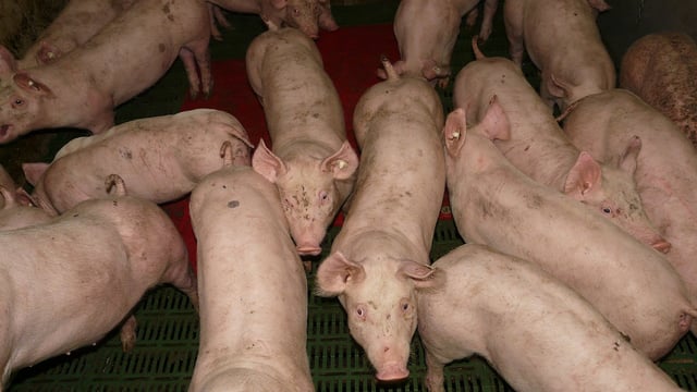 Pig farm incomes recover after sharp decline up to 2023