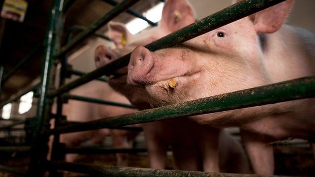 Red Tractor seeking views on tiered welfare standards proposals
