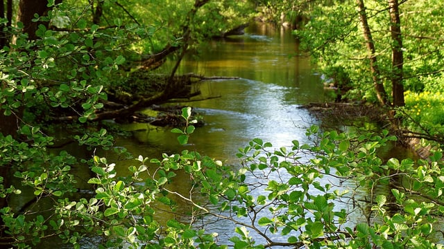 Green Party welcomes reduction in nitrogen levels in rivers