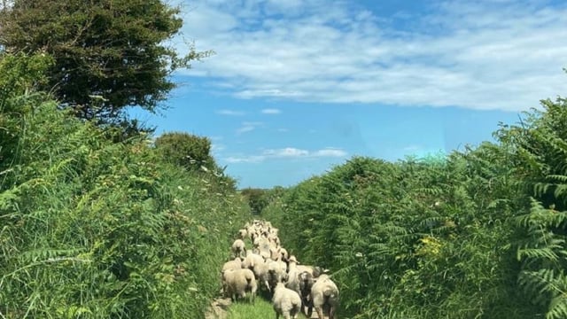 Report: Cooperatives can be key to helping Roscommon farmers