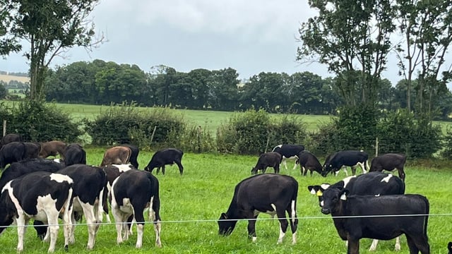 Time to consider summer dosing for dairy beef animals