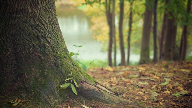 70% of all appeals to Environmental Commissioner in 2024 were on forestry