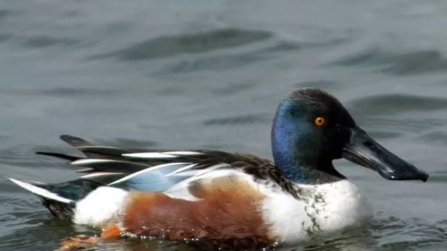 Four wild birds now on banned list for shooting