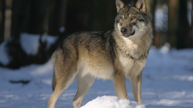 EU to reduce protection status of wolves to protect livestock