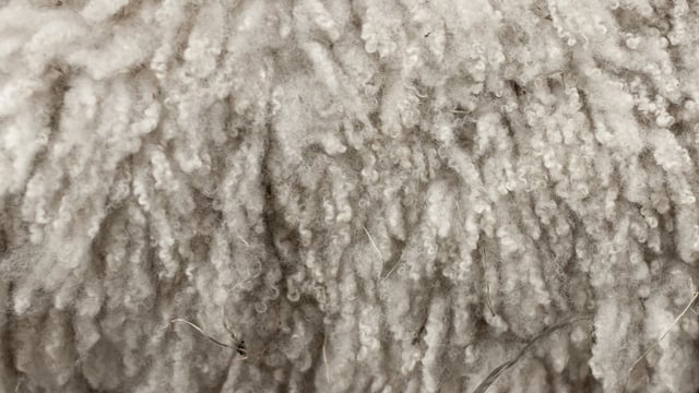 Galway-based wool business making pillows for 5-star hotels
