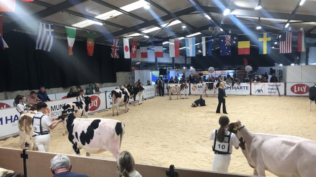 AXA National Dairy Show gets underway in Millstreet