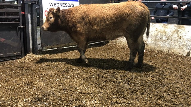 Heavy bullocks hit €3.16/kg at Balla Mart