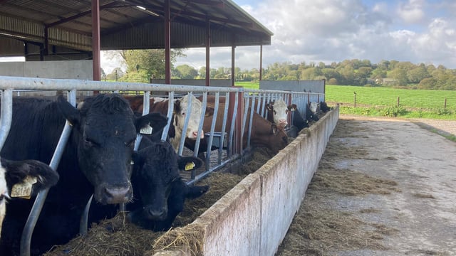 ABP Demo Farm: Wet weather, housing cattle and kill-out results
