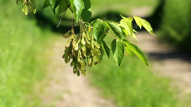 Hackett 'did not attend' first ash dieback taskforce meeting - DAFM