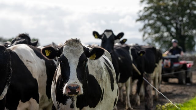 DSM announces partnership to assessment carbon footprint of food