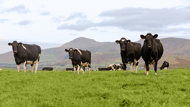Beef kill: Strong supply of cows continues into June