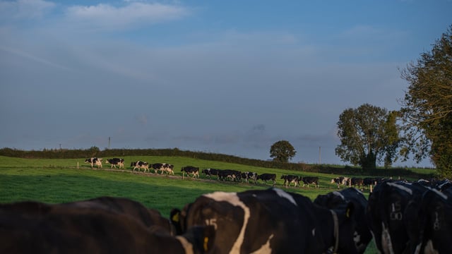 Milk recording data indicates strong mid-season performance