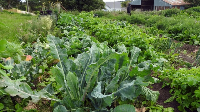 Síolta Chroí to run free regenerative farming course this November