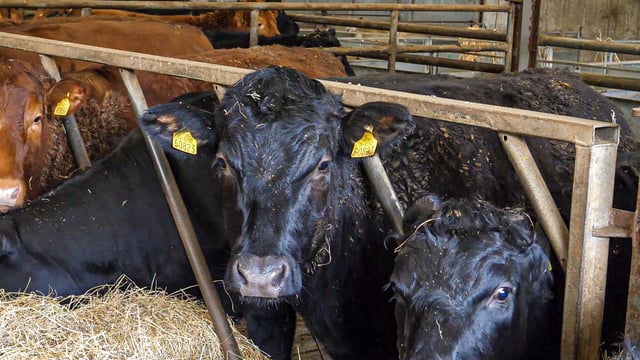Beef farmers: Factors to consider before housing cattle