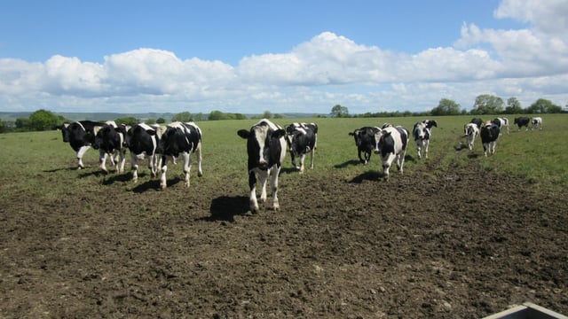 Autumn Beef Series: Is it better to finish off grass or house this year?