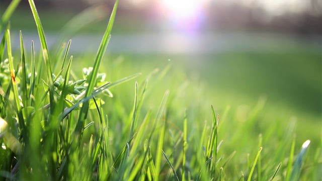 Conference to examine changes in grass growth
