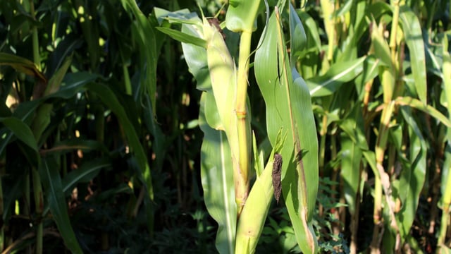 Changing weather patterns impacting on forage maize yields