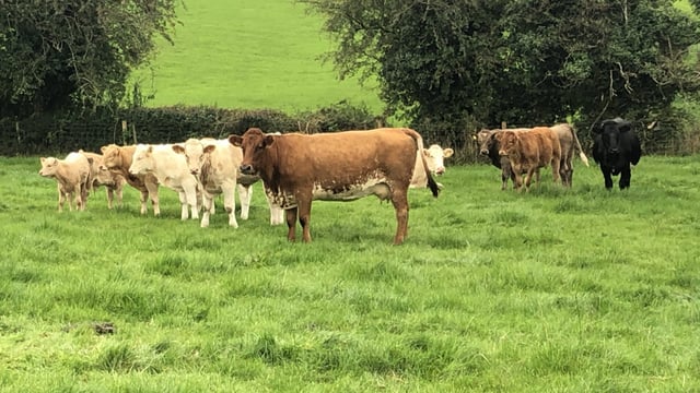Over 1,400 suckler farmers set to be removed from SCEP