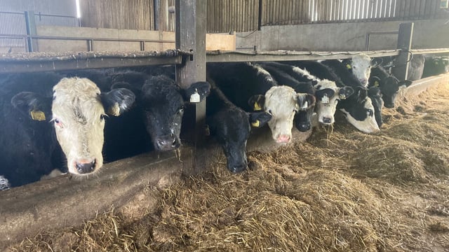 ABP Demo Farm: Housing cattle and feeding red clover silage