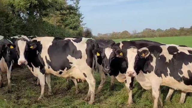 Dispersal sale of Tullow Hill pedigree registered herd