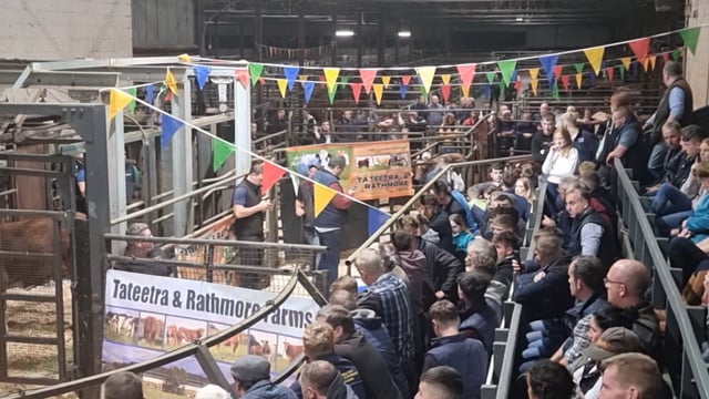 Video: Top-priced heifer sells for €10,300 at Tateetra sale