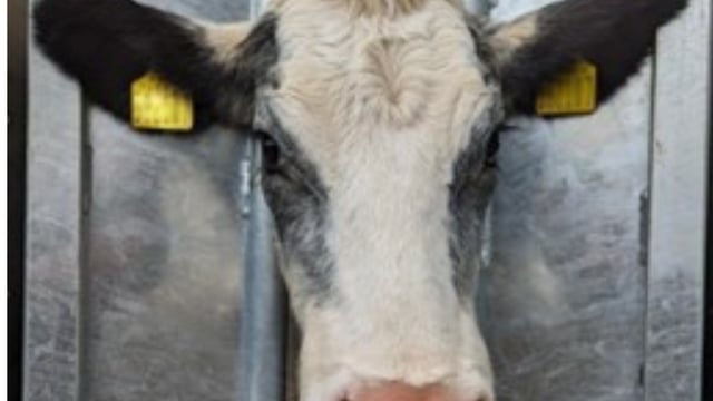 Appeal for information after calves beheaded in UK