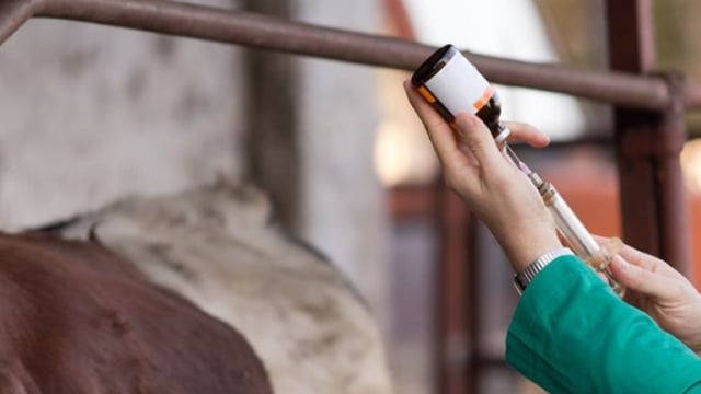 DAERA recruiting for new NI chief veterinary officer