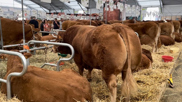 Video: Breed championships in the home of Limousin cattle