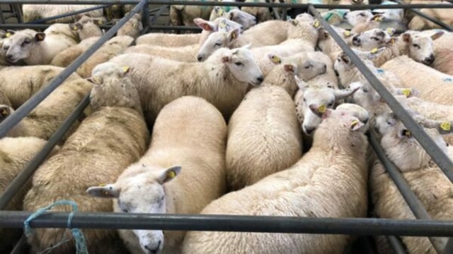 Sheep kill: Throughput of spring lambs crosses 1 million mark