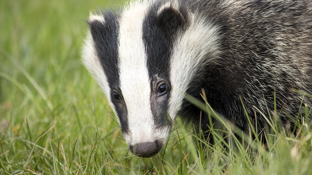 DAFM seeks researchers to examine role of badgers in bovine TB