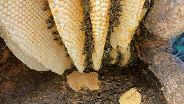 Galway university 'buzzing' after bee research team given support
