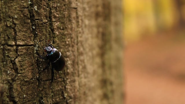 Forest owners want ban on timber with bark amid concern for 'disaster'