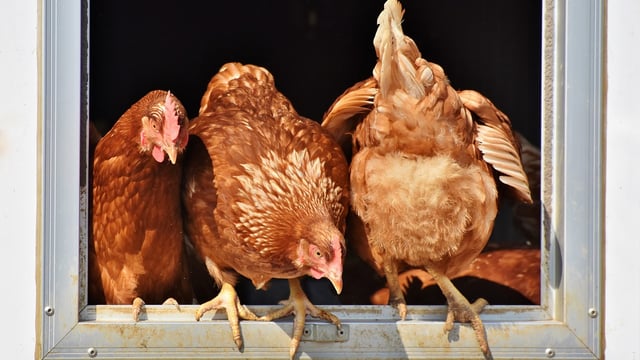 Researchers use chicken feathers for renewable energy