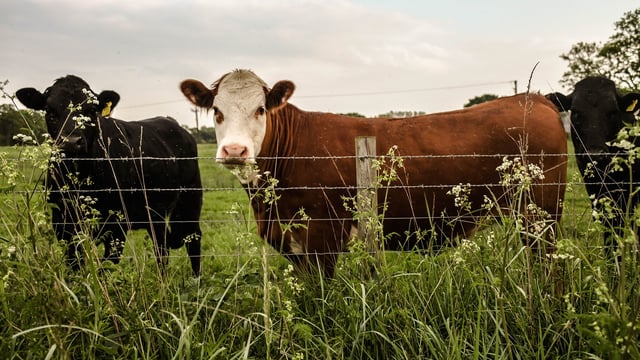 Irish MEP calls for new EU expert group on livestock