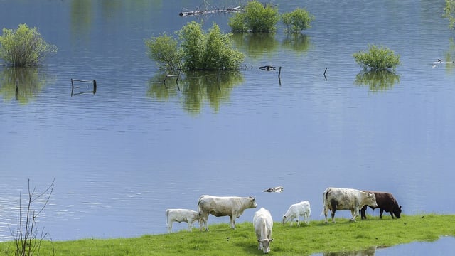 Climate change could lead to a 'scarcity of land' - advisory council