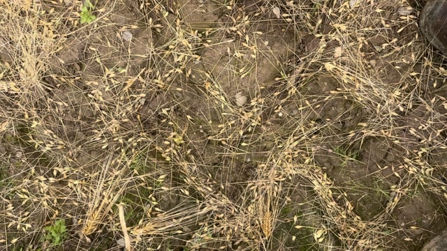 277 applicants for the Unharvested Crop Support Scheme