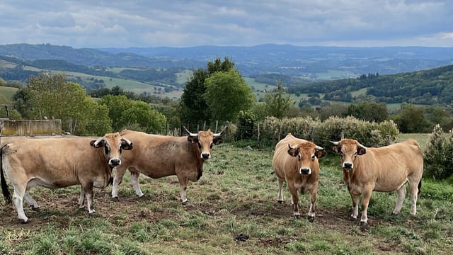 Video: Breeding Aubrac cattle high up in the hills of France