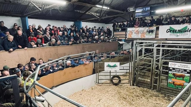 Top price of €6,100 at special in-calf suckler sale in Tuam