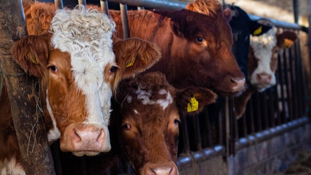 Factory supply of prime cattle set to rise over winter months