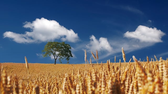 Report: Govt should 'explain vision' for climate-neutral economy