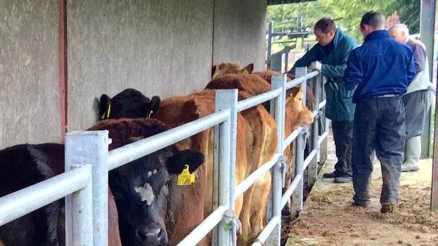 Farmers and vets urged to be vigilant of EHD cattle disease