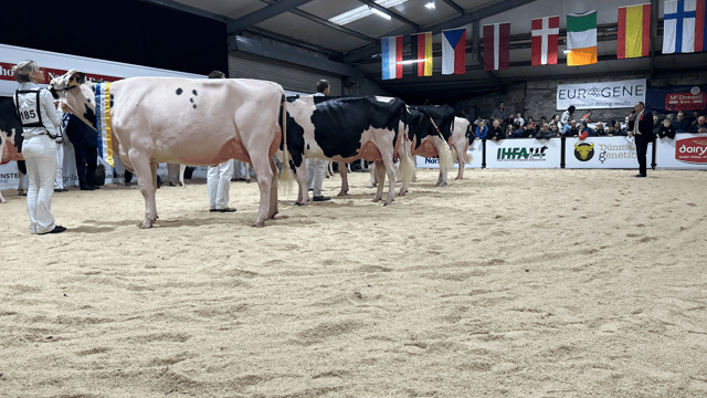 Eedy Holsteins claim AXA National Dairy Show title