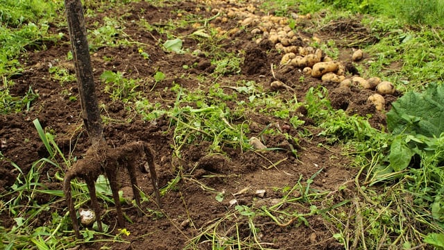 Met Éireann issues advisory for potato blight later in week