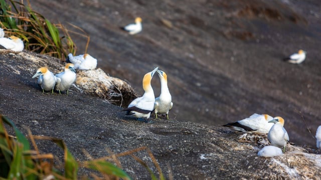 Study: Some wild birds develop immunity to avian flu