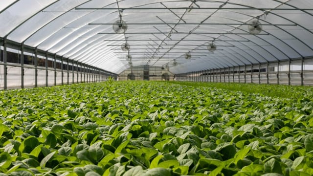 Copa Cogeca opposed to packaging restriction for fruit and veg