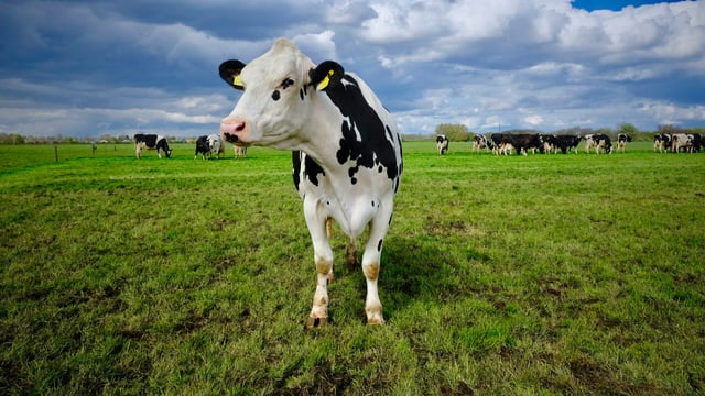Survey: Support for cut to national cattle herd to reduce GHG emissions