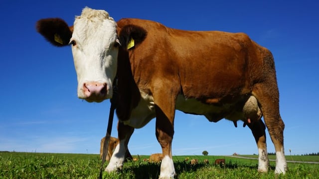 Dairy Women Ireland conference taking place in Co. Kildare