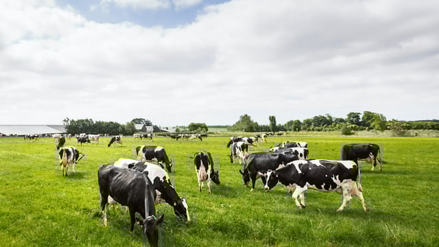 DAFM recruiting for new head of agri-food sectoral policy