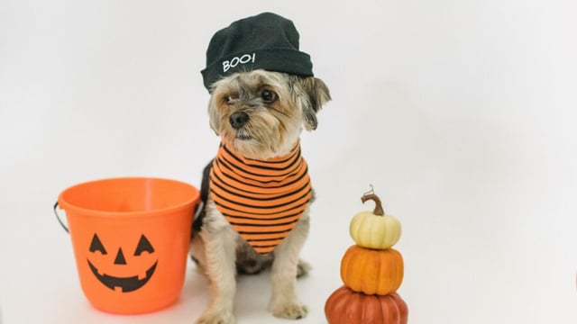 ISPCA gives safety tips for pets ahead of Halloween